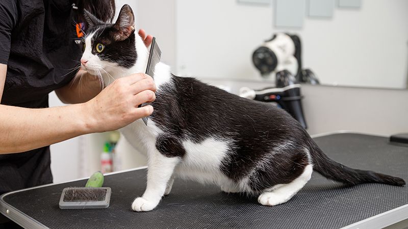 Подготовьте питомца к празднику