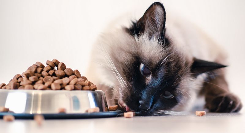 Классы кормов для кошки — что выбрать