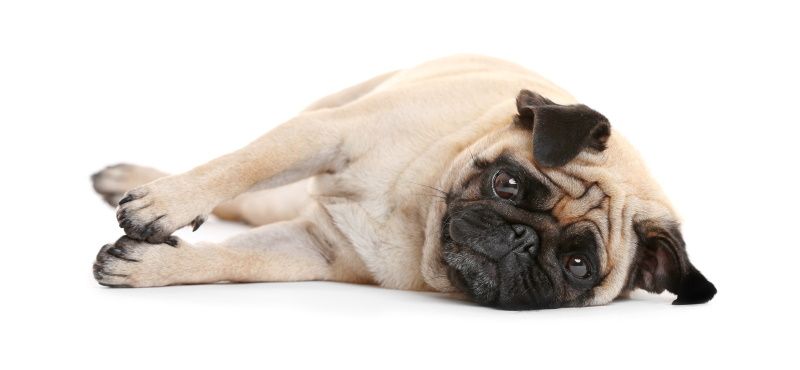 Мопс: особенности породы, характер, содержание