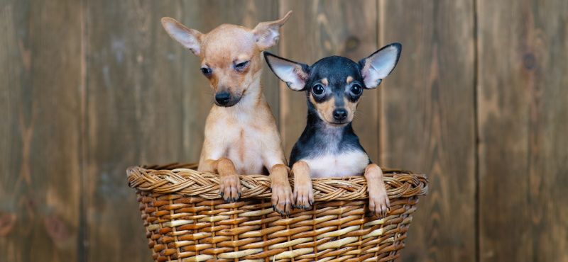 Топ пород собак для квартиры