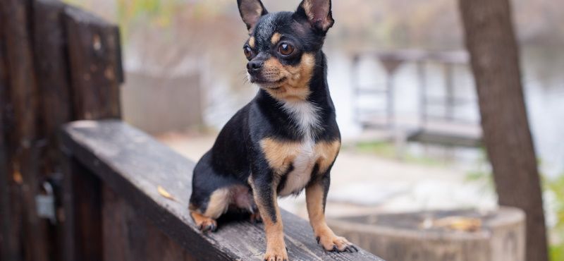 Чихуахуа - порода собак Чихуахуа - порода собак