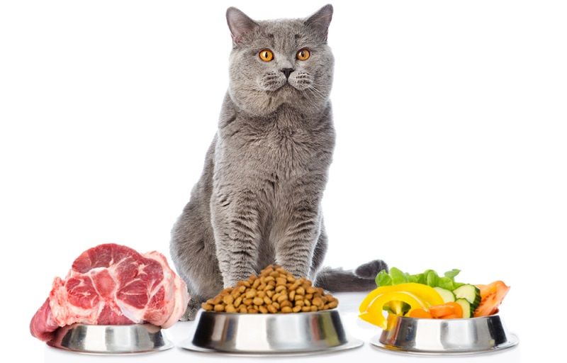 Корм для кошек Wellkiss: мнение ветеринаров