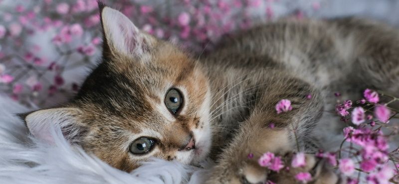 Как правильно воспитывать котенка