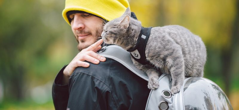 Путешествие с кошкой в поезде: о чем важно знать