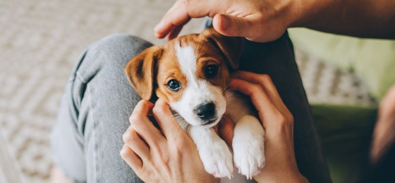 Что делать с щенком с улицы