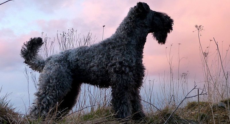 Керри-блю-терьер — порода собак