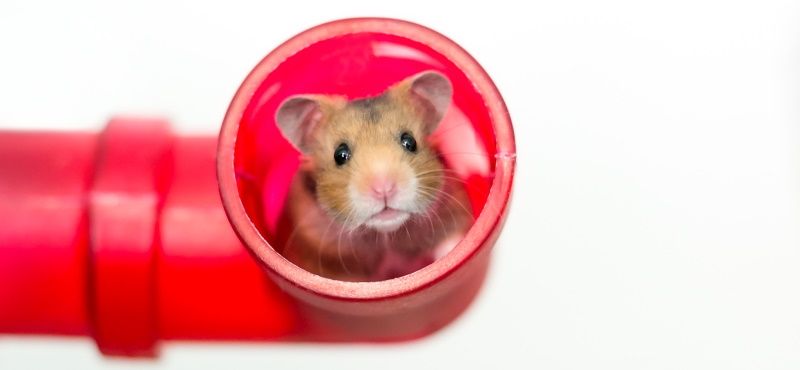 Сирийский хомяк: уход и содержание