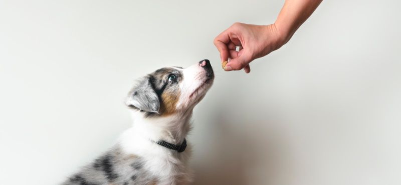 Что делать с щенком с улицы