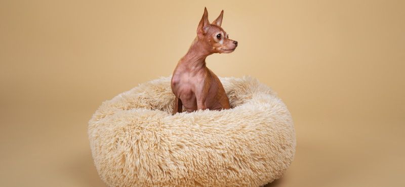 Одежда для той-терьера - модные костюмчики