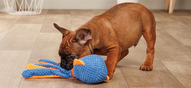 Выбираем игрушку для питомца в поездку или на дачу