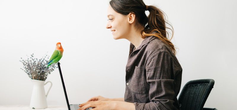 Как работать из дома с домашними животными