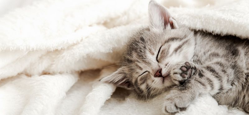 Основные правила адаптации котенка в новом доме