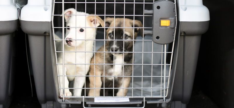 Путешествуем вместе с питомцами: правила перевозки животных в самолете и поезде