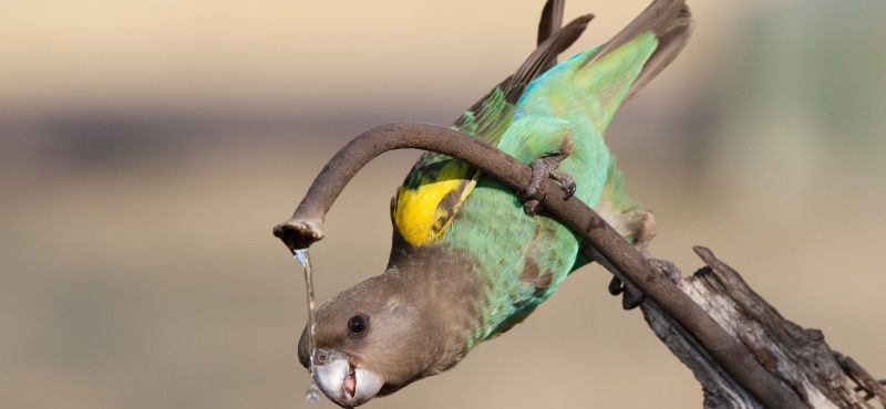 Как купать попугая