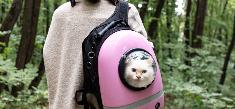 Выбираем рюкзак-переноску Выбираем рюкзак-переноску