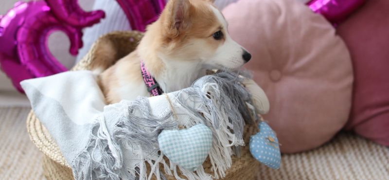 Лежаки: как выбрать