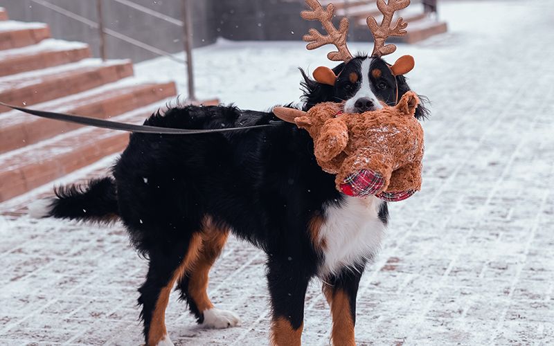 Осторожно, Новый год!