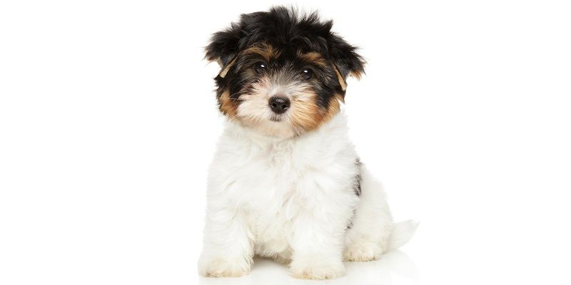 Подарки для любимых питомцев!