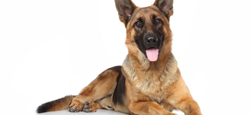 Хвостатые звезды Голливуда: самые знаменитые собаки