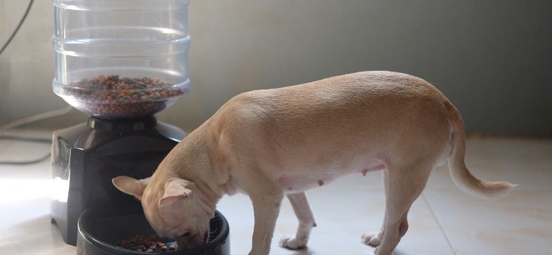 Интерактивные товары для питомцев: обзор игрушек, автокормушек и ошейников с QR-кодом и GPS 