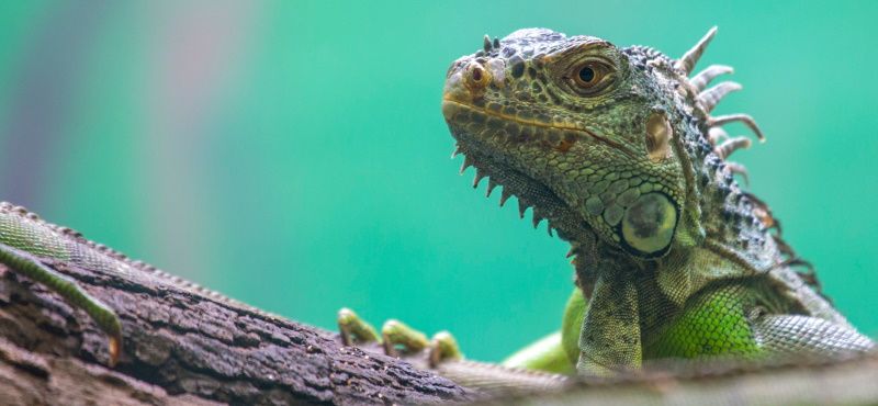 Игуана: содержание и уход в домашних условиях