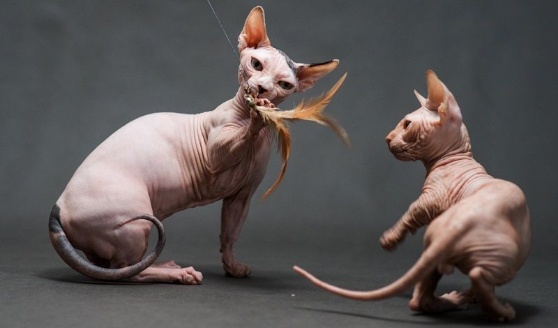 Бамбино – порода кошек