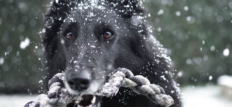 Грюнендаль – порода собак Грюнендаль – порода собак