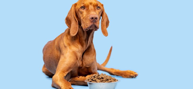 Корма для собак Royal Canin: обзор