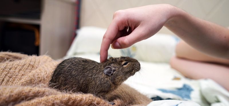 Обработка грызунов от паразитов: что нужно знать