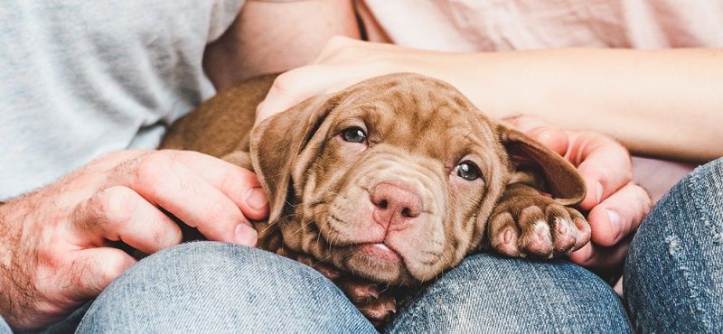 Что делать с щенком с улицы?