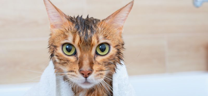 Как помыть кота в домашних условиях