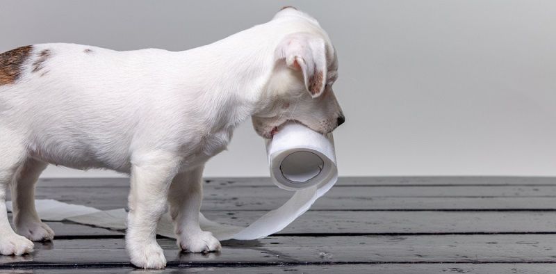 Собака одна дома: позаботьтесь о питомце