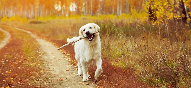 Как выбрать корм для собаки