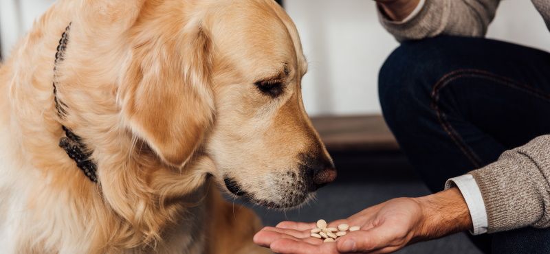 Витаминные комплексы для собак