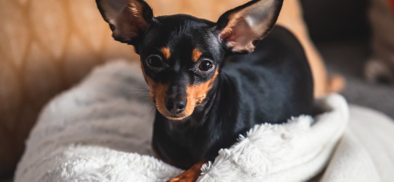 Одежда для той-терьера - модные костюмчики