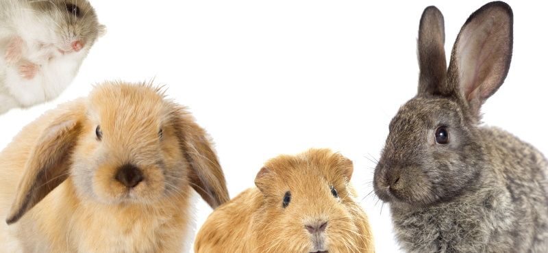 Какого грызуна завести дома