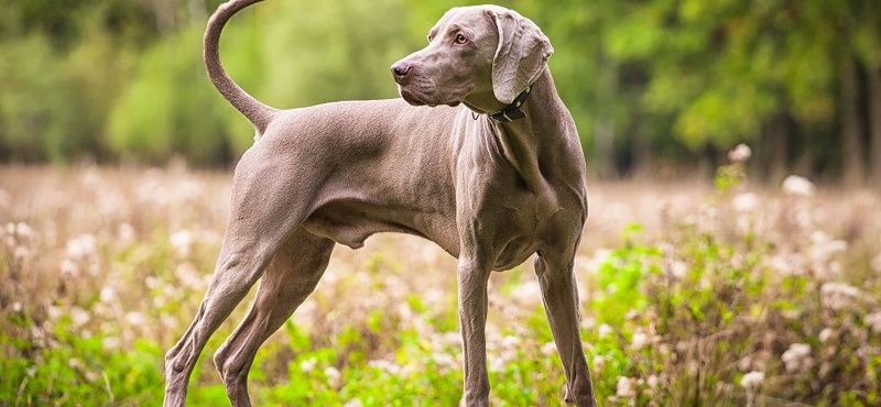 Веймаранер - порода собак