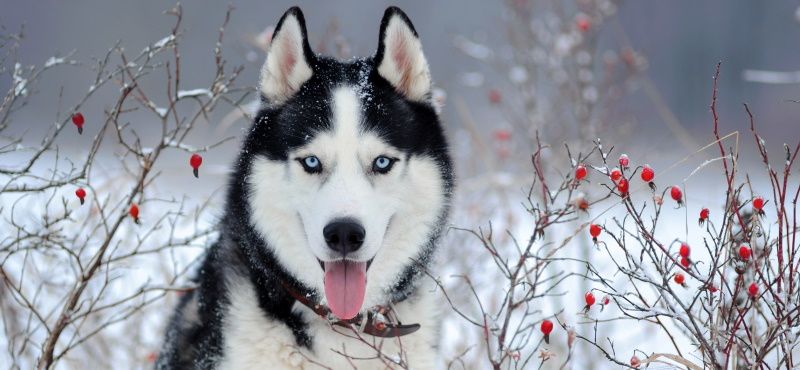 Катание на собаках: виды и особенности