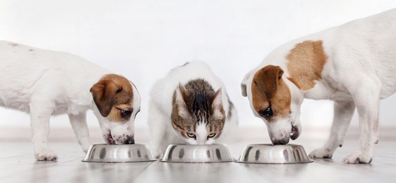 Подбираем идеальный размер порции для питомцев