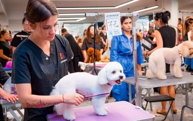 Грумингфест 2024