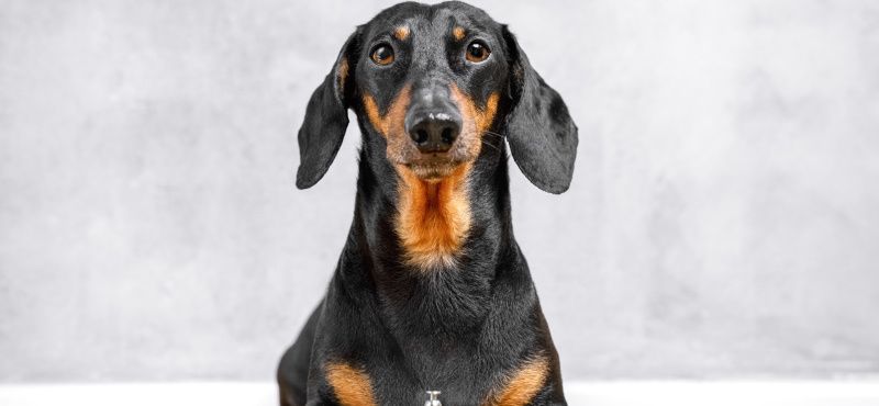 Такса: особенности породы, характер, содержание