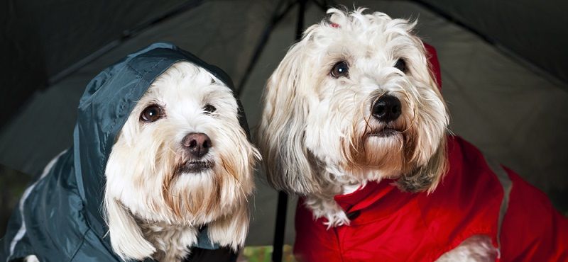 Как часто менять одежду для собаки: гардероб для питомца