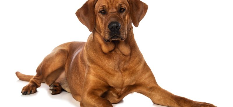 Брохольмер - порода собак Брохольмер - порода собак