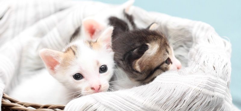 Аргументы в пользу кошек