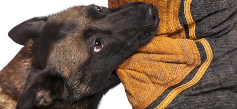 Почему собака грызет вещи, что делать, как отучить