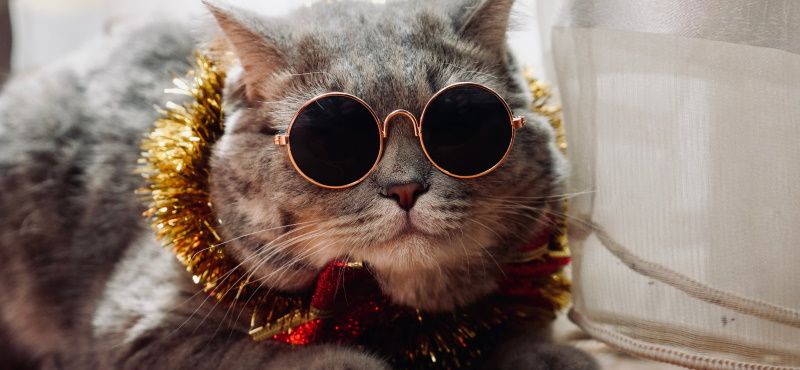 Празднуем Новый год вместе с питомцем