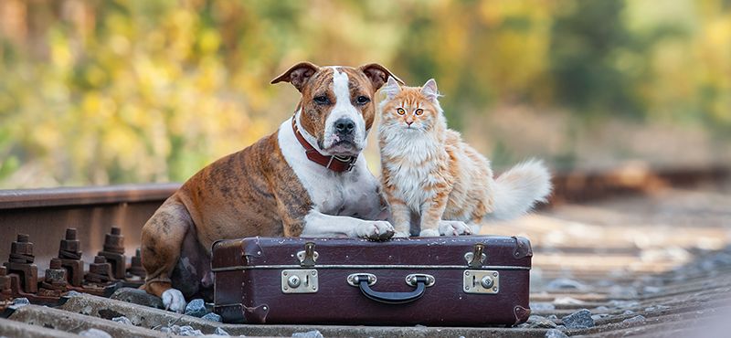 Как перевозить пожилого питомца