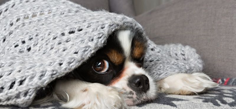 Температурный режим у собаки - когда питомцу жарко и холодно