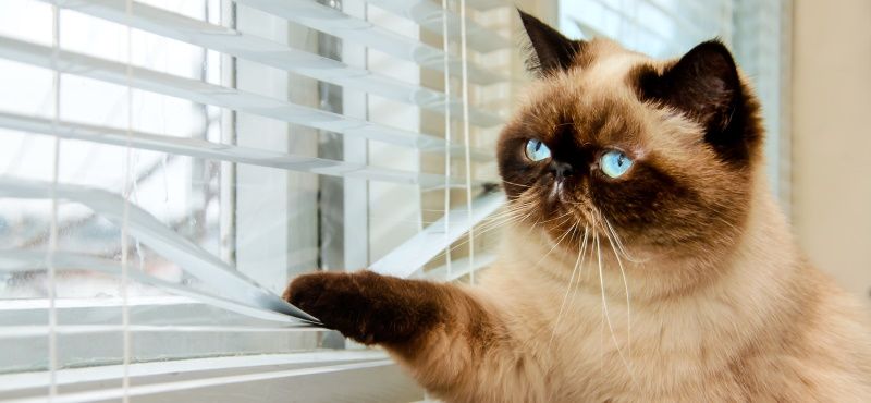 Как приучить кошку быть одной дома Как приучить кошку быть одной дома