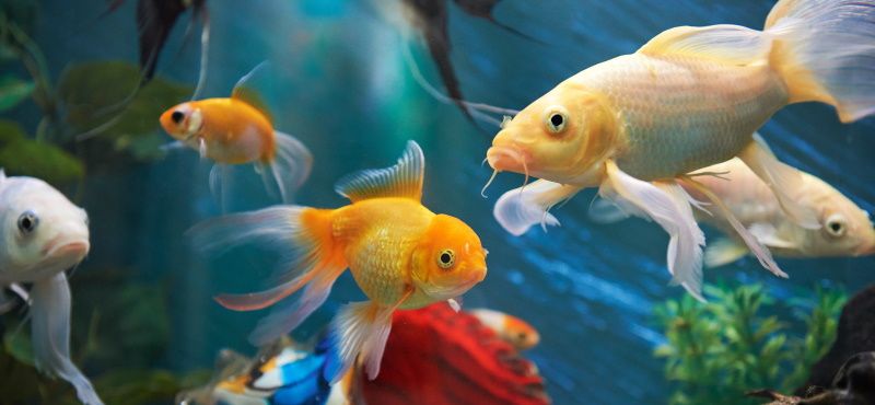 Как оставить аквариум и рыб на время отпуска